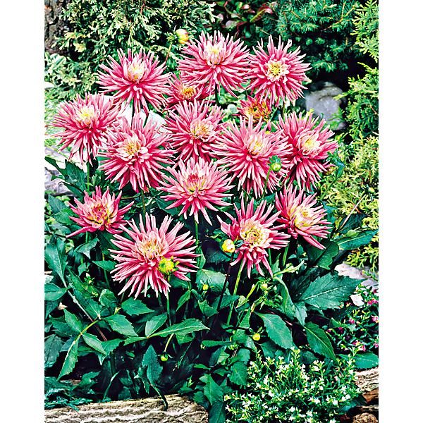 DAHLIA PARK PRINCESS