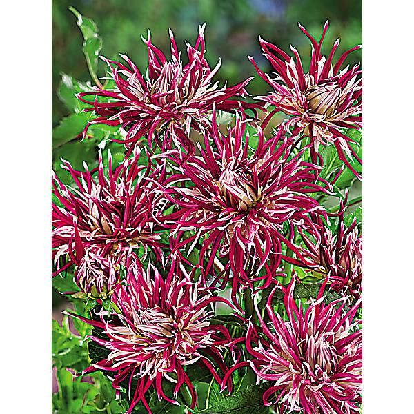 DAHLIA HOLLYHILL SPIDER WOMAN
