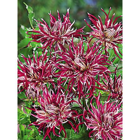 DAHLIA HOLLYHILL SPIDER WOMAN