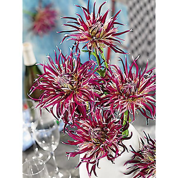 DAHLIA HOLLYHILL SPIDER WOMAN