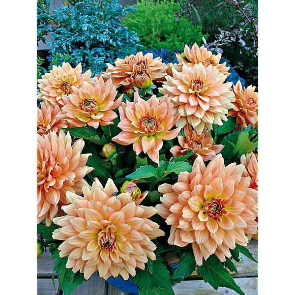 DAHLIA GALLERY® VINCENT®