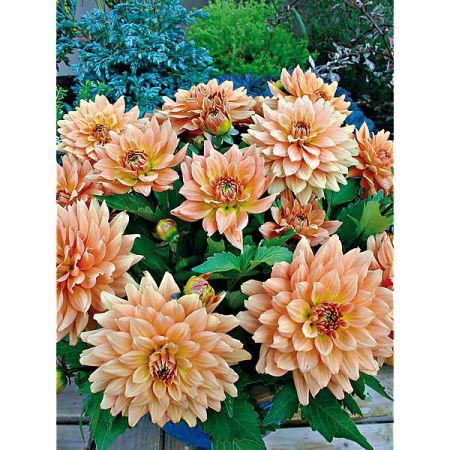 DAHLIA GALLERY® VINCENT®