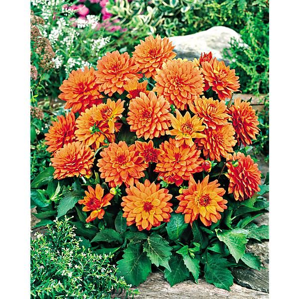 DAHLIA GALLERY® VINCENT®