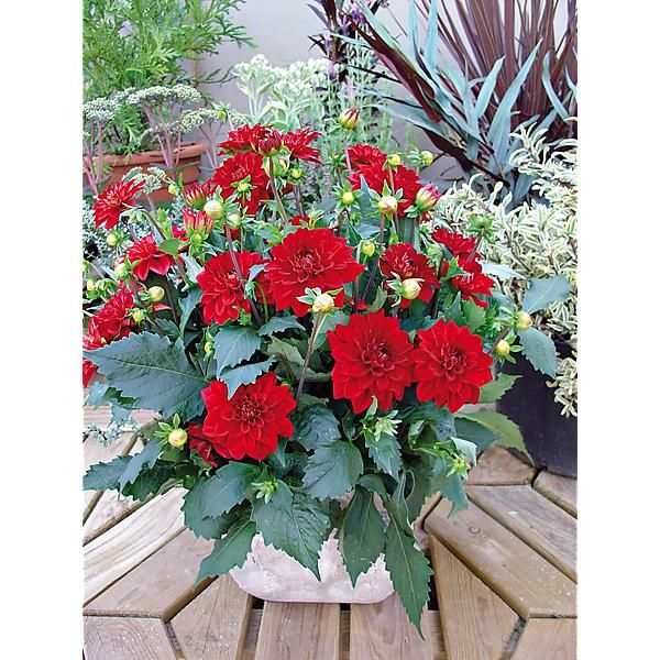 DAHLIA GALLERY® SINGER®