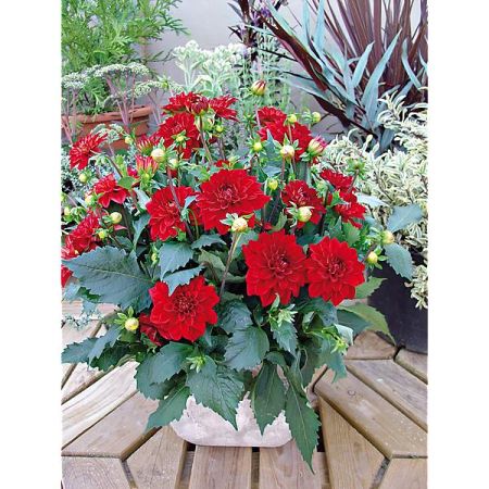 DAHLIA GALLERY® SINGER®
