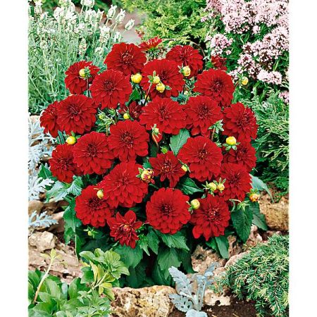 DAHLIA GALLERY® SINGER®