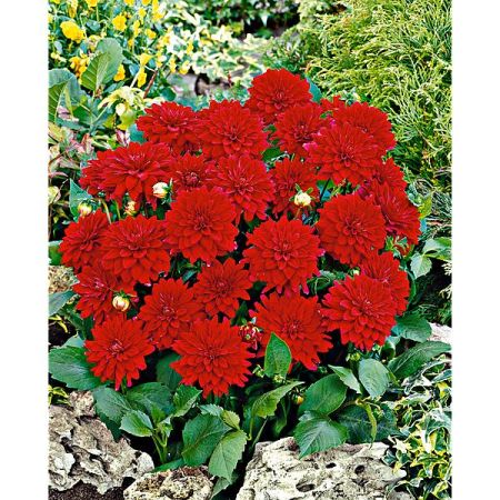 DAHLIA GALLERY® SINGER®