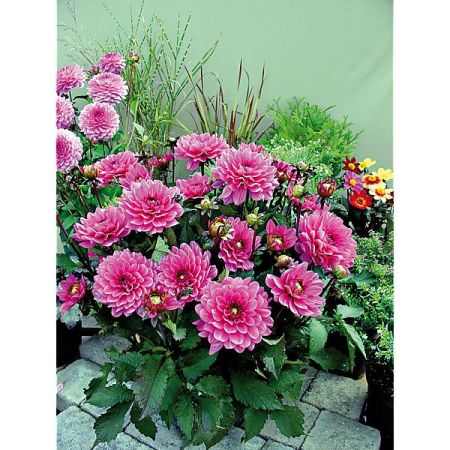 DAHLIA MELODY HARMONY® + FANFARE®