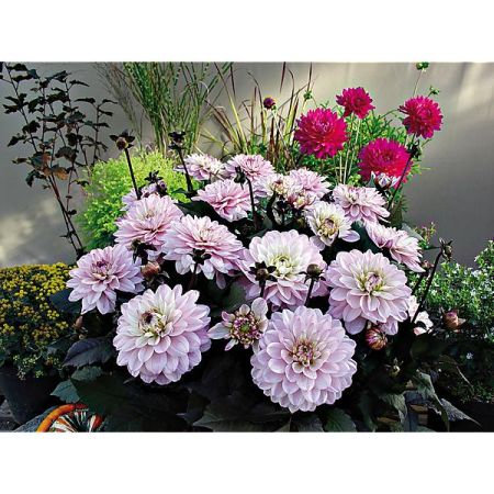DAHLIA MELODY HARMONY® + FANFARE®