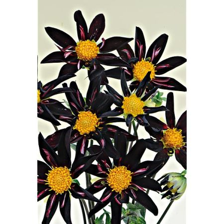 DAHLIA VERONNE'S OBSIDIAN