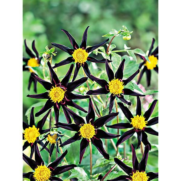 DAHLIA VERONNE'S OBSIDIAN