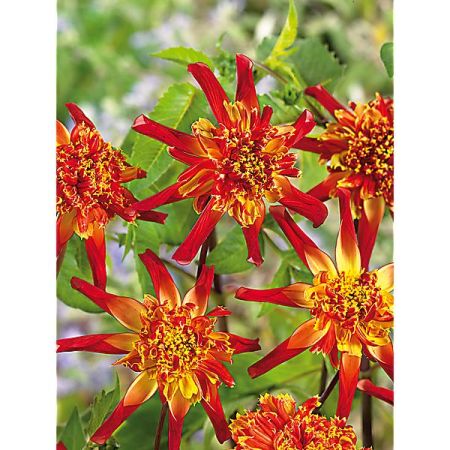 DAHLIA OCTOPUS SPARKLE