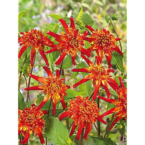 DAHLIA OCTOPUS SPARKLE