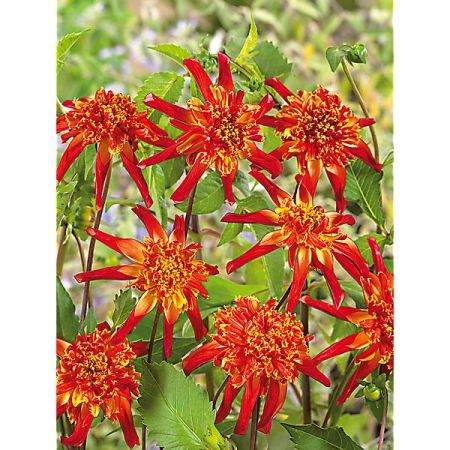 DAHLIA OCTOPUS SPARKLE