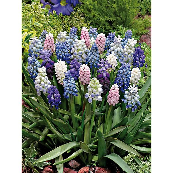 MUSCARI en MÉLANGE de 4 variétés
