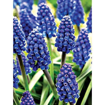 MUSCARI MARLEEN