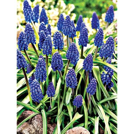 MUSCARI MARLEEN