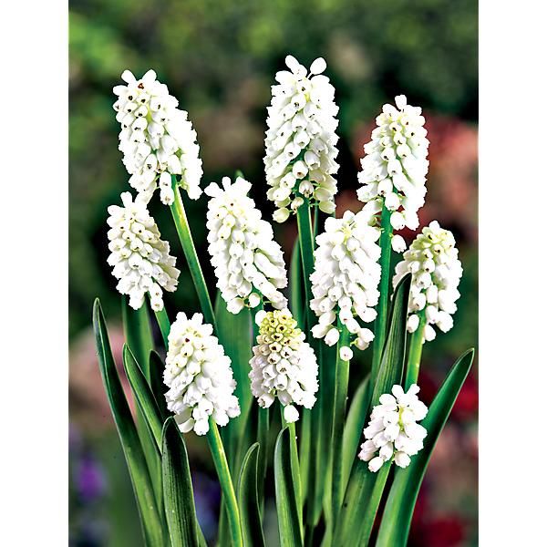 MUSCARI SIBERIAN TIGER