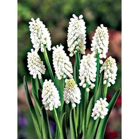 MUSCARI SIBERIAN TIGER