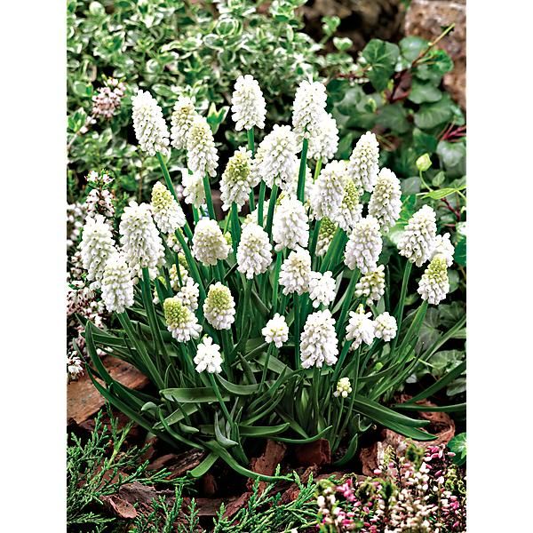 MUSCARI SIBERIAN TIGER