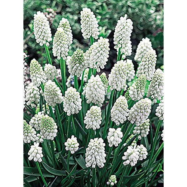 MUSCARI SIBERIAN TIGER