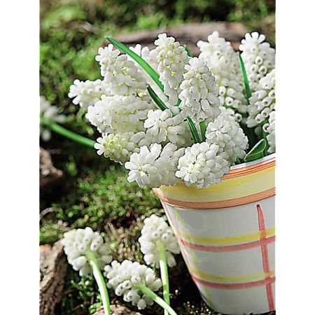 MUSCARI SIBERIAN TIGER