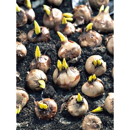 CROCUS SATIVUS ou SAFRAN
