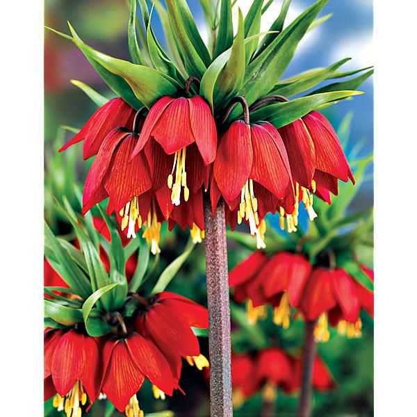 COURONNE IMPÉRIALE ROUGE (rubra)