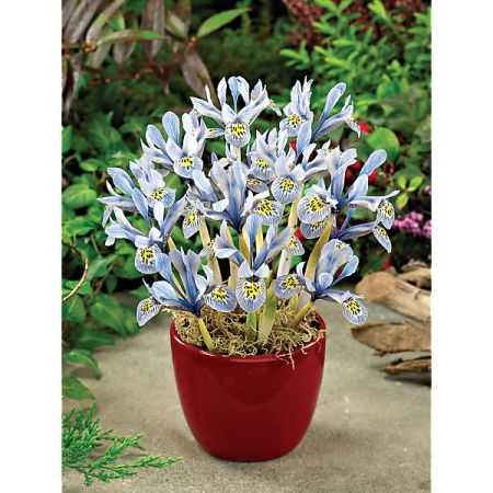 IRIS RETICULATA PAINTED LADY