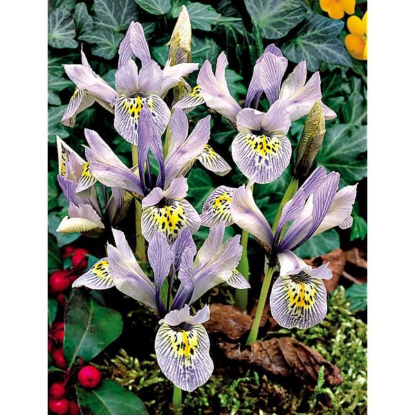 IRIS RETICULATA PAINTED LADY