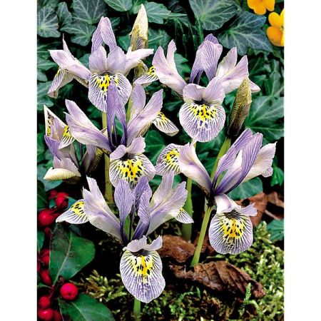 IRIS RETICULATA PAINTED LADY