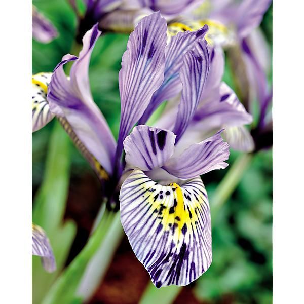 IRIS RETICULATA PAINTED LADY