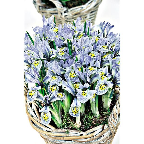 IRIS RETICULATA PAINTED LADY