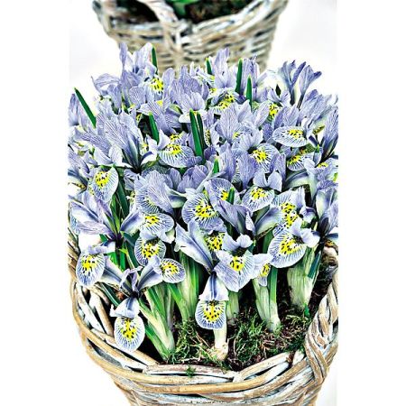 IRIS RETICULATA PAINTED LADY