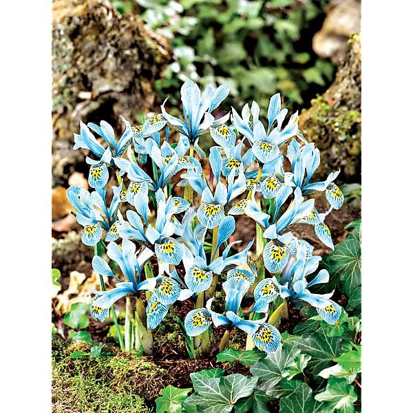 IRIS RETICULATA PAINTED LADY