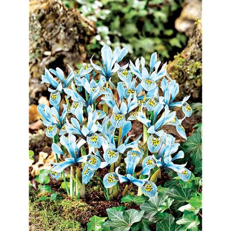 IRIS RETICULATA PAINTED LADY