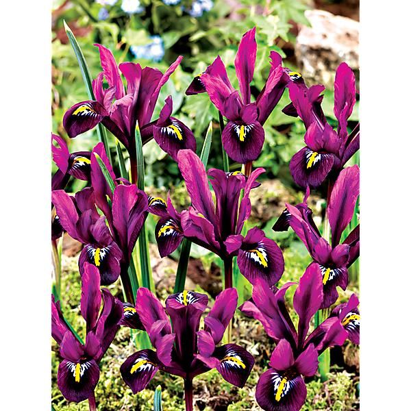IRIS RETICULATA PURPLE HILL