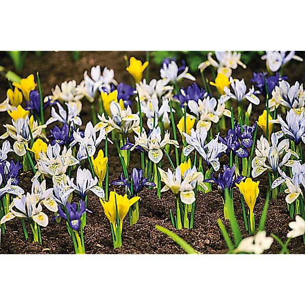 IRIS RETICULATA en MÉLANGE