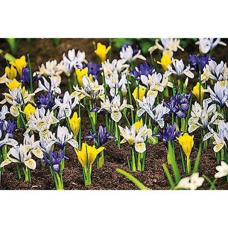 IRIS RETICULATA en MÉLANGE