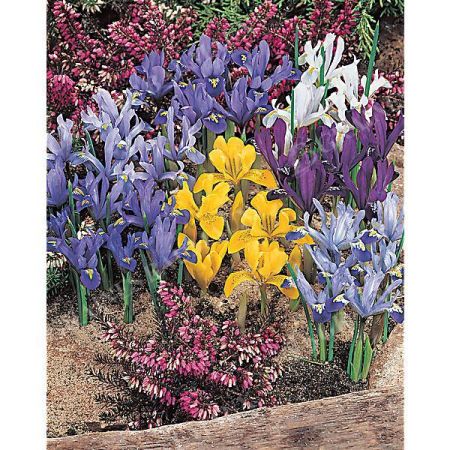 IRIS RETICULATA en MÉLANGE