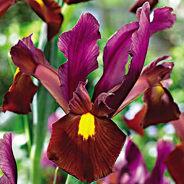 IRIS de HOLLANDE RED EMBER
