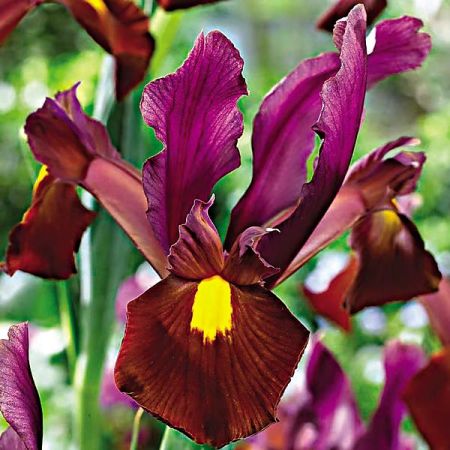 IRIS de HOLLANDE RED EMBER