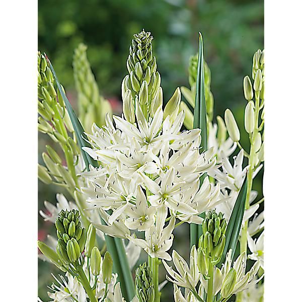 CAMASSIA leichtlinii ALBA