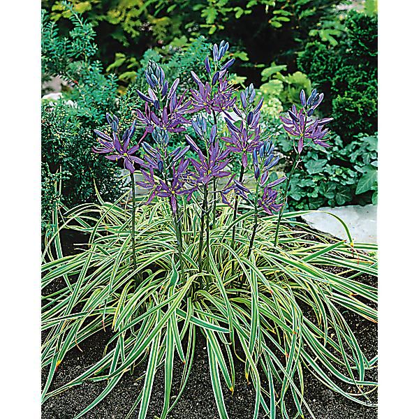 CAMASSIA esc. BLUE MELODY