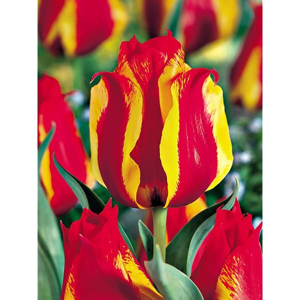 TULIPE greigii UNITED STATES