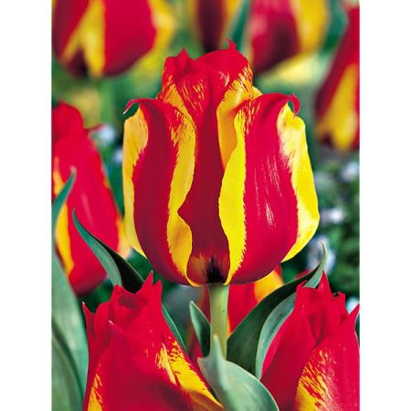 TULIPE greigii UNITED STATES