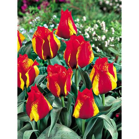 TULIPE greigii UNITED STATES