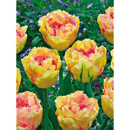 TULIPE double crispa VAYA CON DIOS