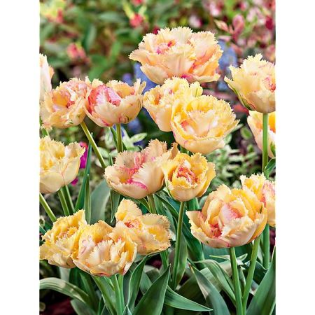 TULIPE double crispa VAYA CON DIOS