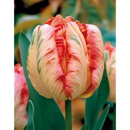 TULIPE perroquet APRICOT PARROT
